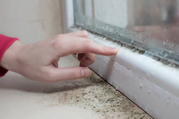 Best Commercial Mold Inspection  in Tonkawa, OK